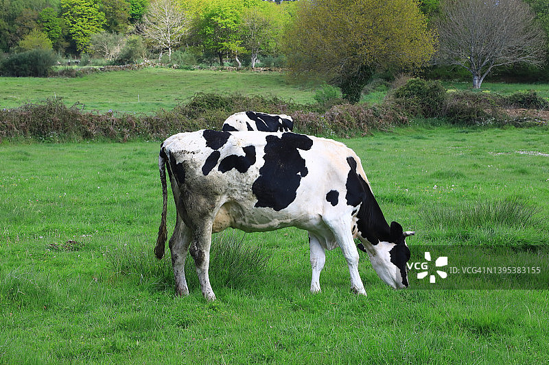 农场田野里吃草的乳牛图片素材