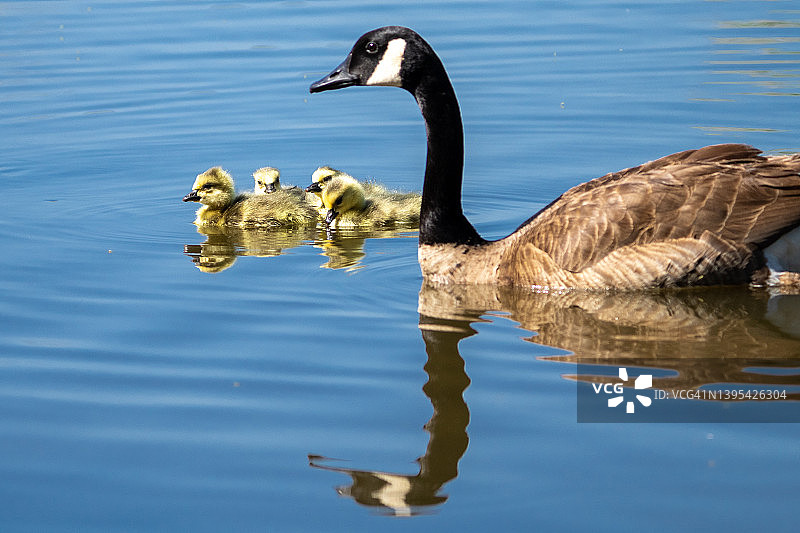 加拿大鹅与小鹅图片素材