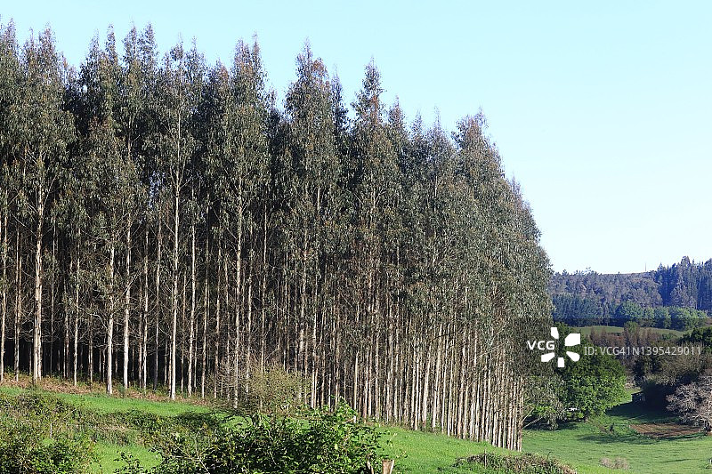桉树种植园（赤桉）图片素材