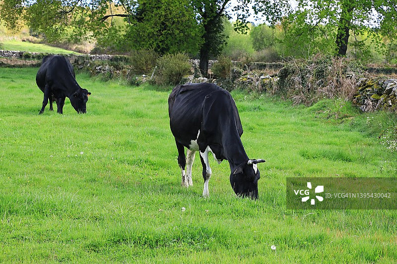 草甸上吃草的牛群图片素材