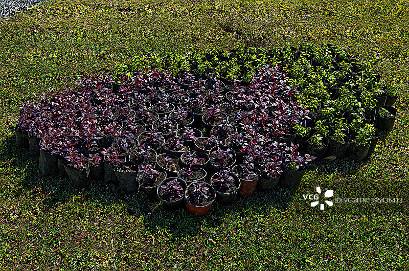 等待移植到观赏花坛中的大量盆栽图片素材