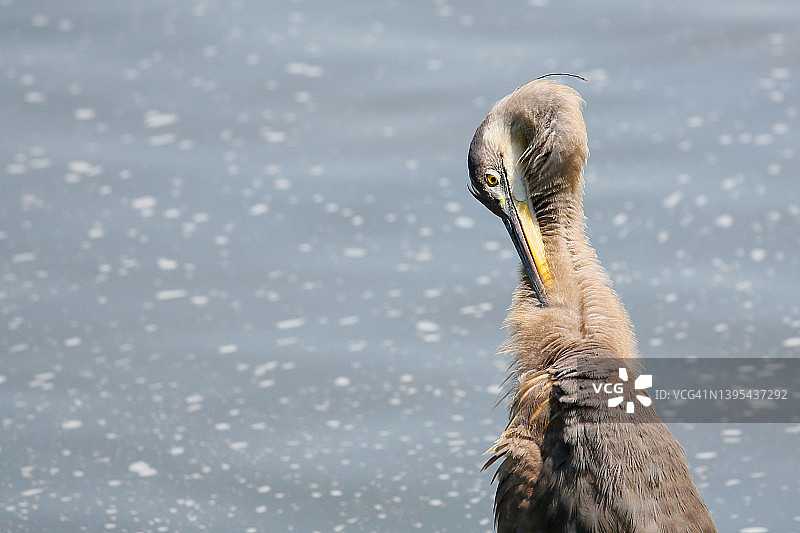 鹭鸟头像图片素材