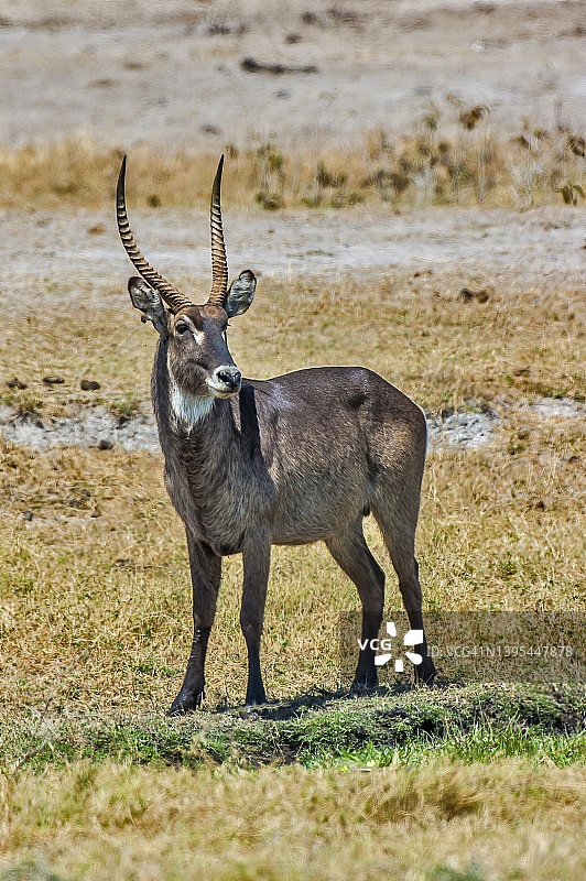 非洲亚种的德氏水羚，位于肯尼亚安博塞利国家公园图片素材