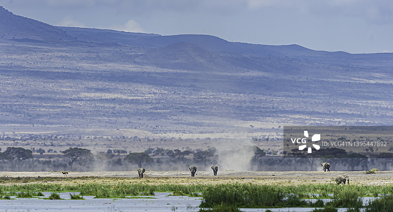 乞力马扎罗山前非洲象旁的尘卷风，肯尼亚安博塞利国家公园，安博塞利沼泽图片素材