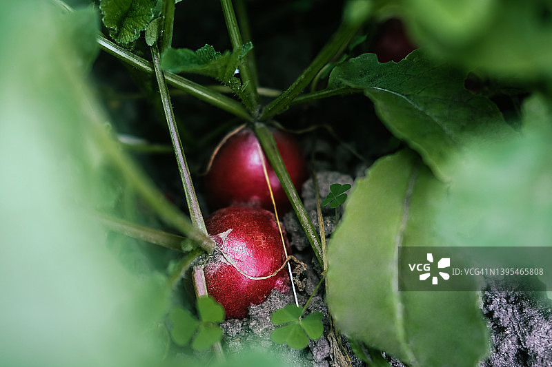 土壤中的红色小萝卜图片素材