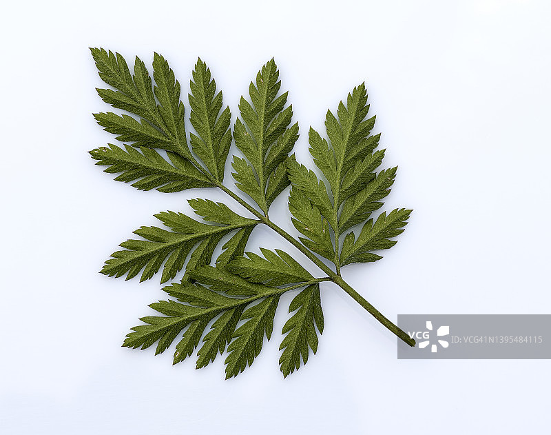 白色背景下小草枝叶的特写图片素材