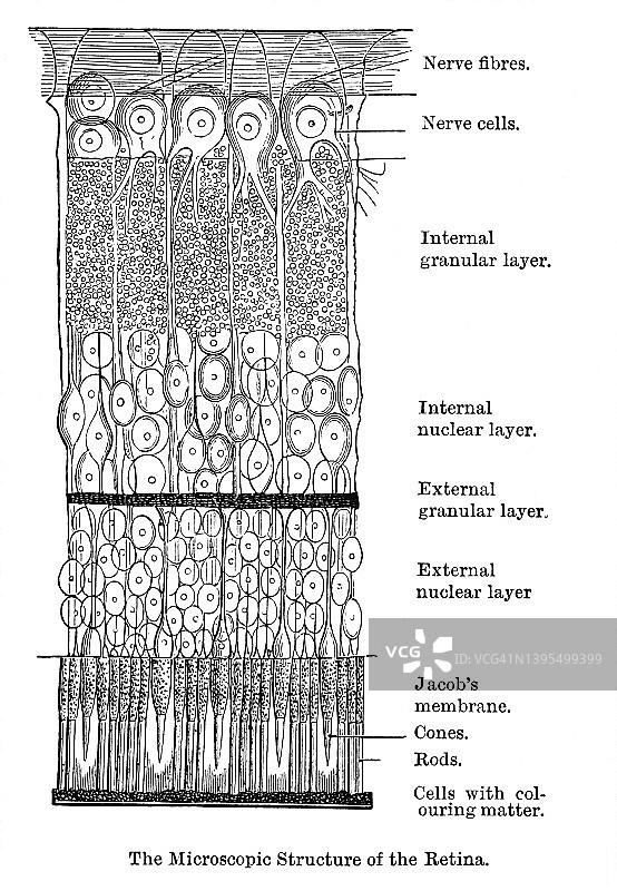 旧版雕刻插画：人眼视网膜结构图片素材