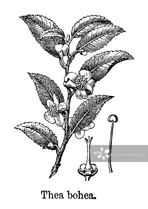 茶树（茶，Camellia sinensis）古老雕刻插图图片素材