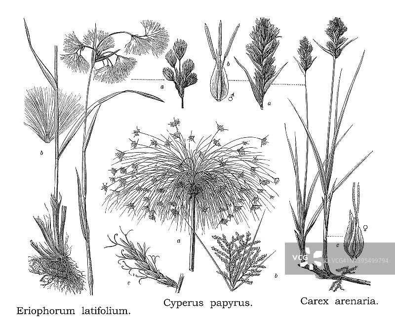 植物学，莎草古老雕刻插图图片素材