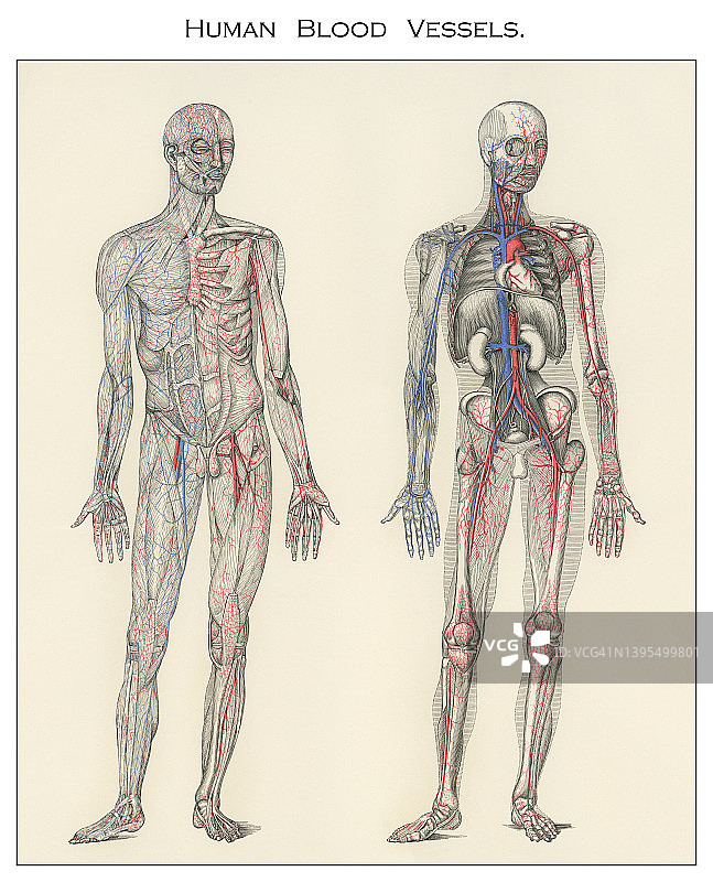 人体循环系统的古老彩 lithograph 插图图片素材