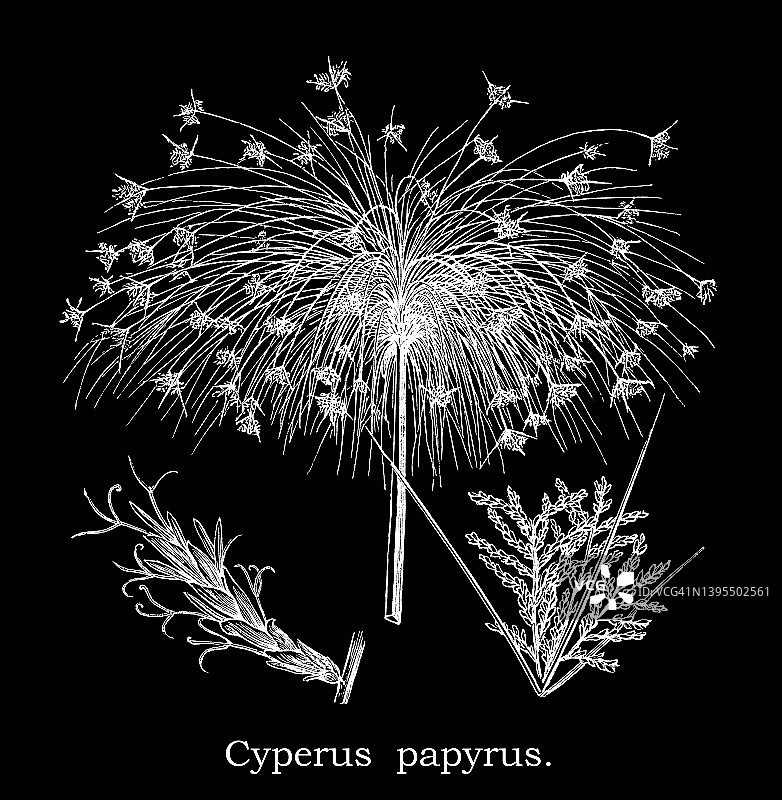 纸莎草旧版雕刻插画图片素材