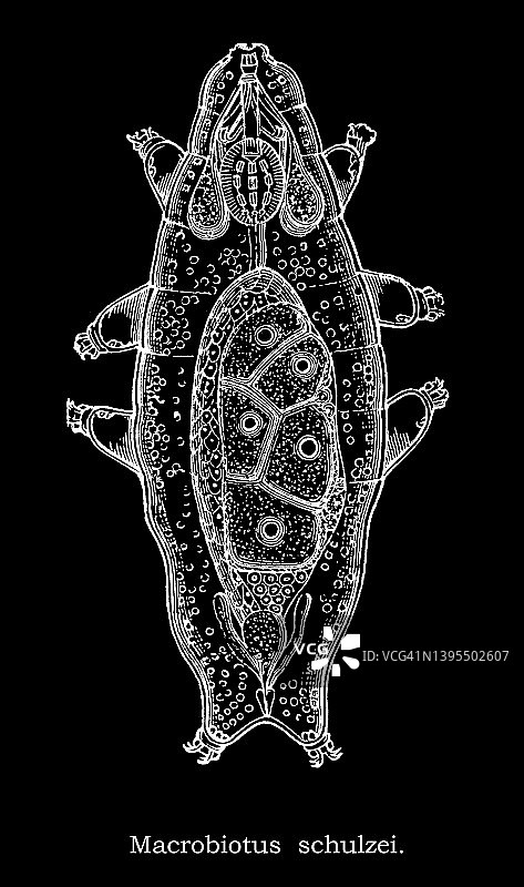 Macrobiotus Schulzei古老雕刻插图图片素材