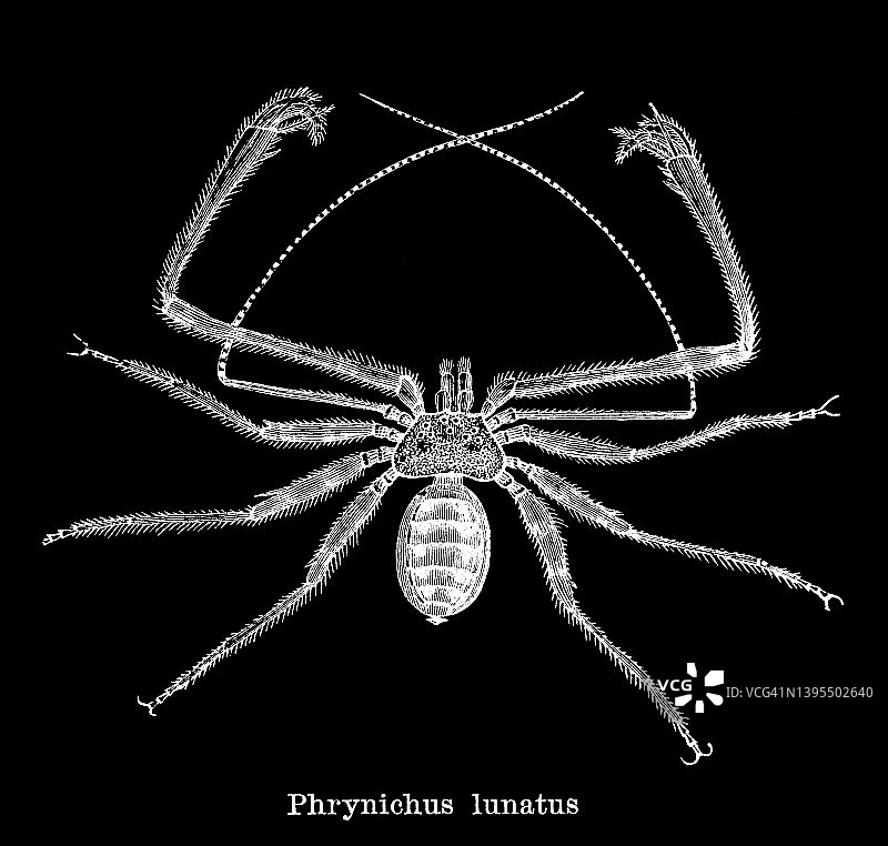 节鞭蛛科蛛形纲动物古版画图片素材