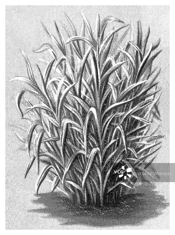 老式植物学彩色石版画：芦苇雀麦草图片素材