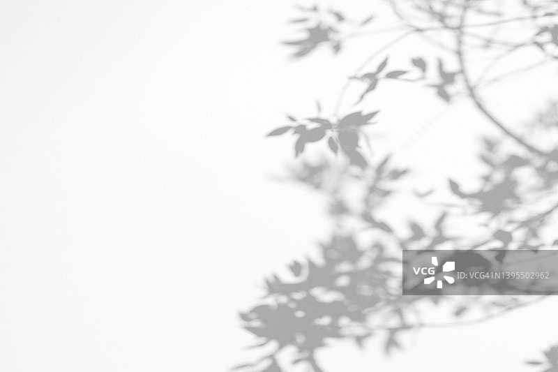白色墙壁上树枝和树叶的影子图片素材