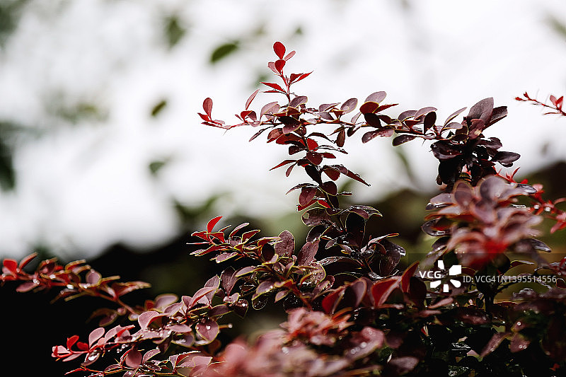 深色模糊花园背景下的红色和紫色小檗灌木图片素材