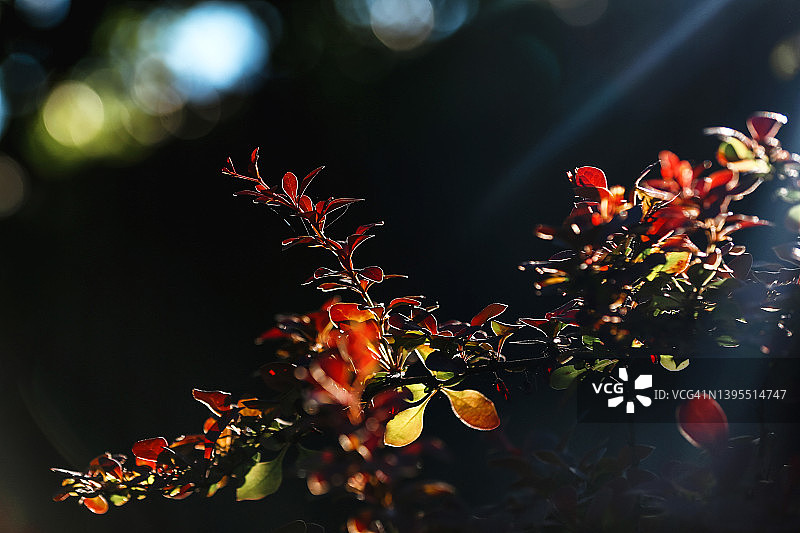 深色模糊花园背景下的红色和紫色小檗灌木图片素材