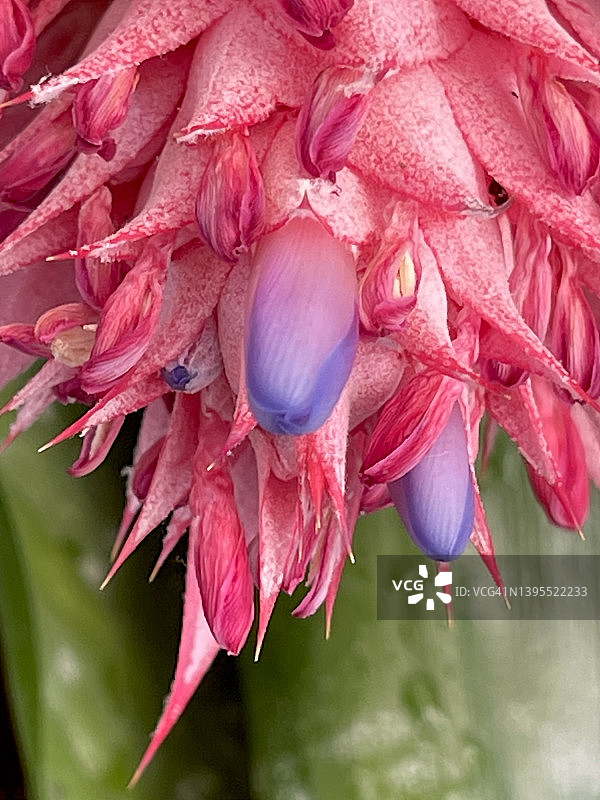特写镜头下的红色擎天凤梨鲜花 (Aechmea fasciata)图片素材