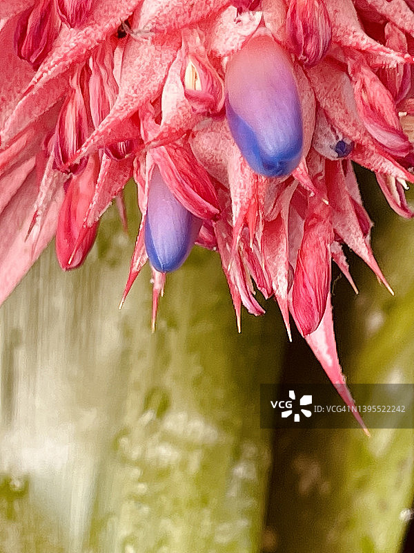 特写镜头下的红色擎天凤梨鲜花 (Aechmea fasciata)图片素材