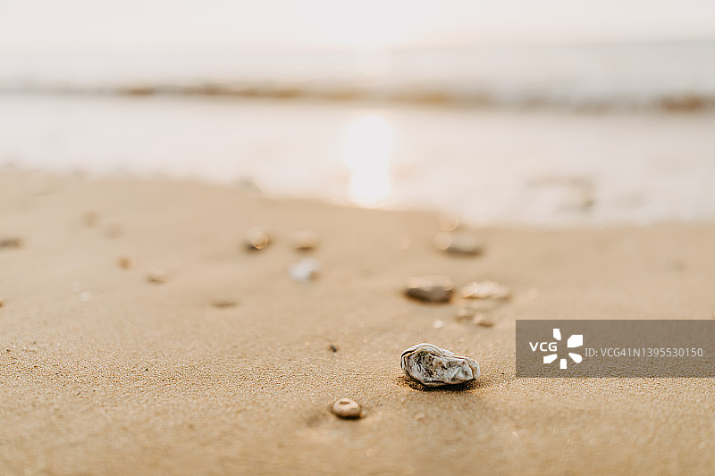 海滩贝壳特写图片素材