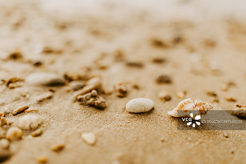 海滩贝壳特写图片素材