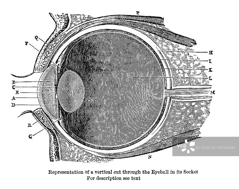 人体眼球解剖结构古版画插图：眼球在眼窝中的垂直切面图片素材
