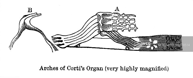 柯蒂氏器（高度放大）的古老雕刻插图图片素材