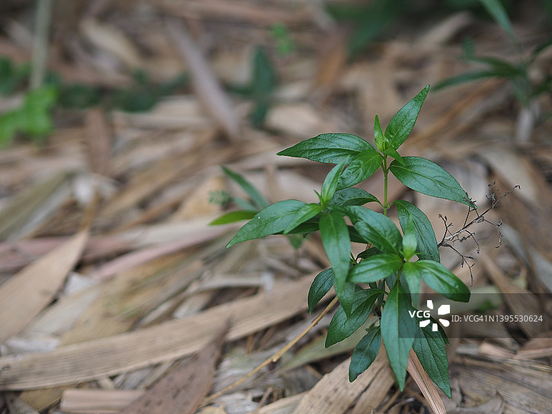 穿心莲，泰国草药，缓解喉咙痛，退烧，绿色蔬菜可预防新冠图片素材