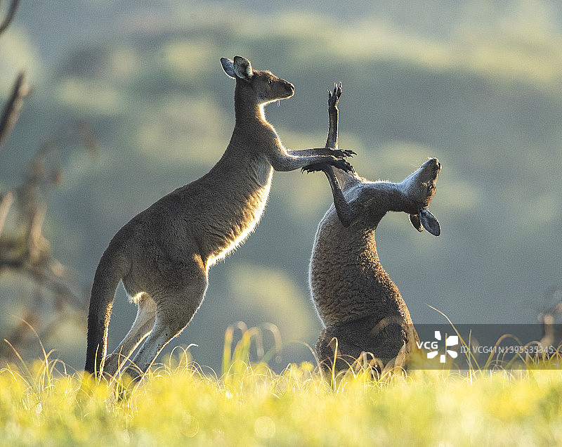 活泼袋鼠图片素材