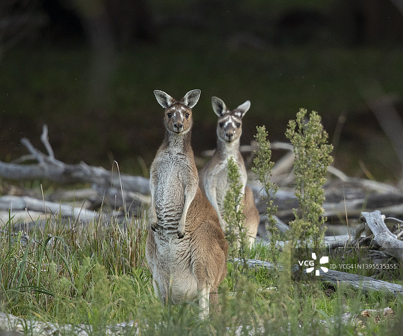 彩绘袋鼠图片素材