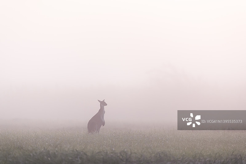 雾中的袋鼠图片素材