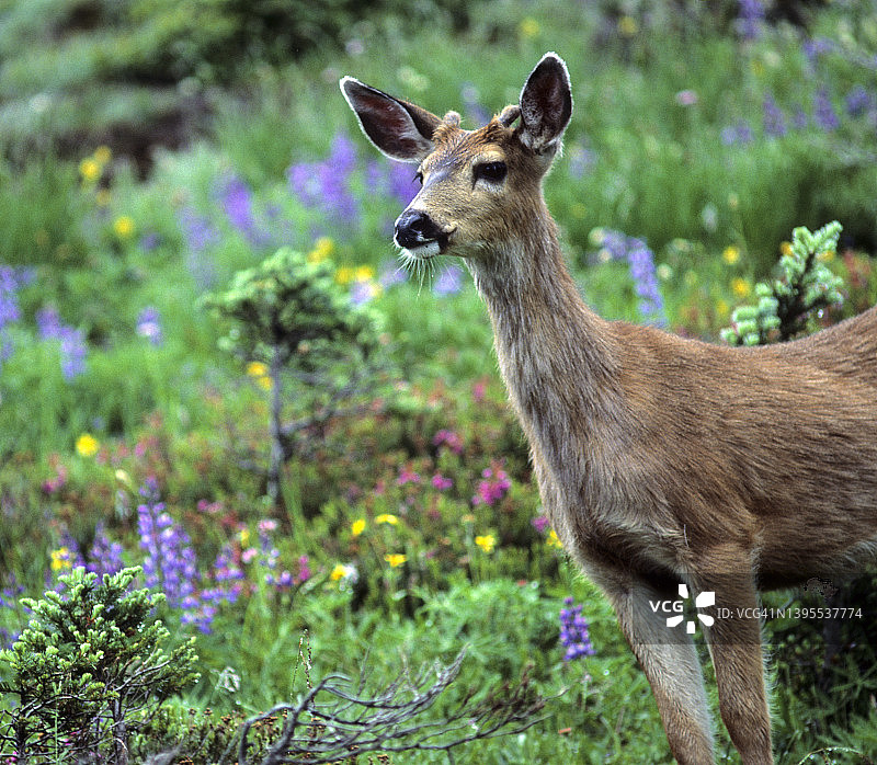 奥林匹克国家公园的哥伦比亚黑尾鹿和高山花卉图片素材