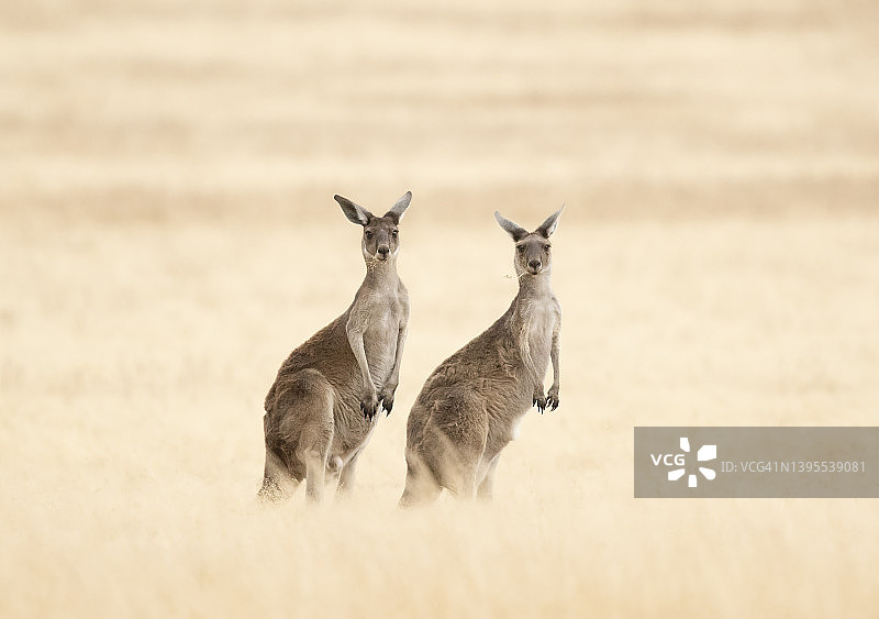 两只袋鼠图片素材