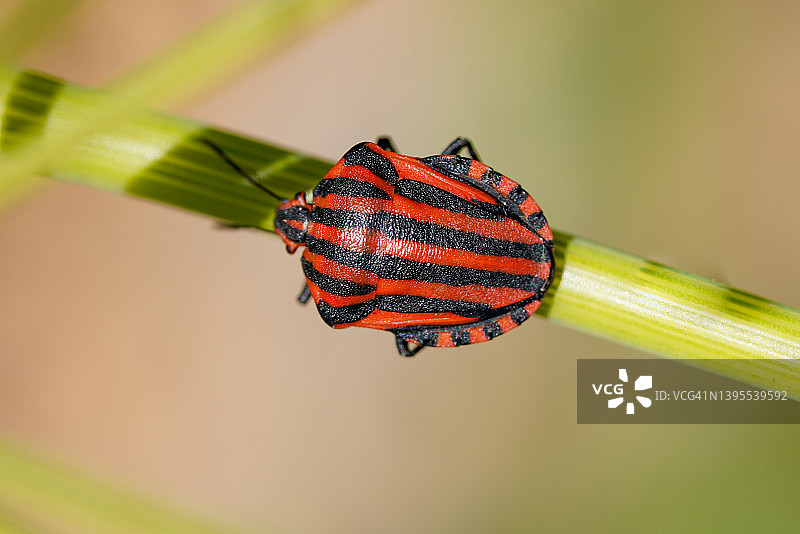欧洲条纹盾椿象图片素材