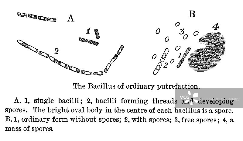 普通腐败的芽孢杆菌：古老的版画插图图片素材