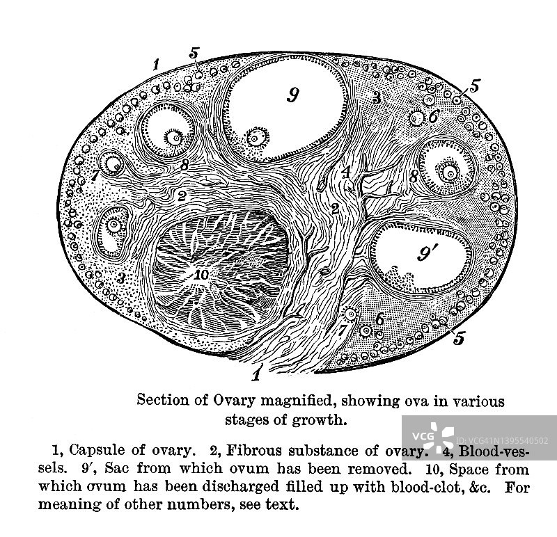 卵巢放大横截面复古雕刻插图图片素材