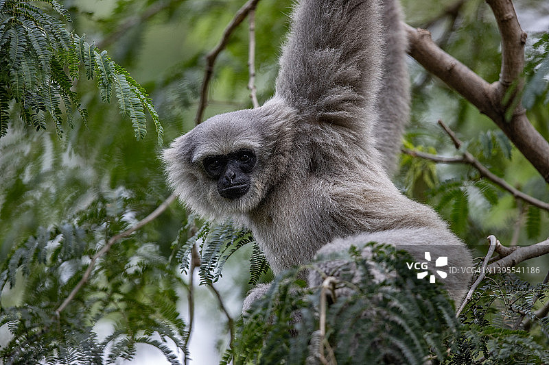 爪哇长臂猿图片素材