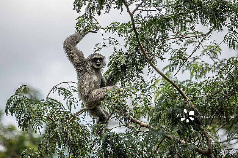 爪哇长臂猿图片素材