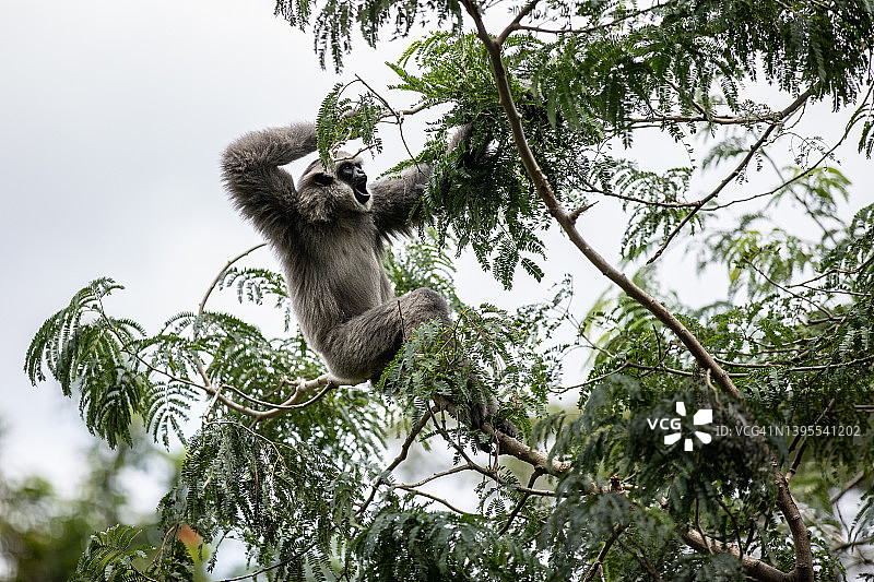 爪哇长臂猿图片素材