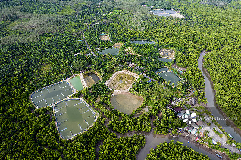 红树林村庄的航拍美景图片素材
