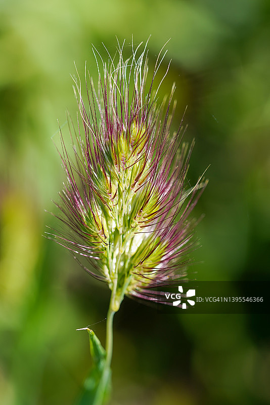 狗尾草图片素材