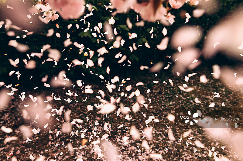 飘落的樱花花瓣图片素材