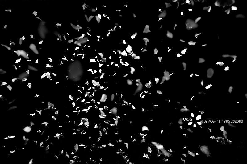 飘落的樱花花瓣图片素材