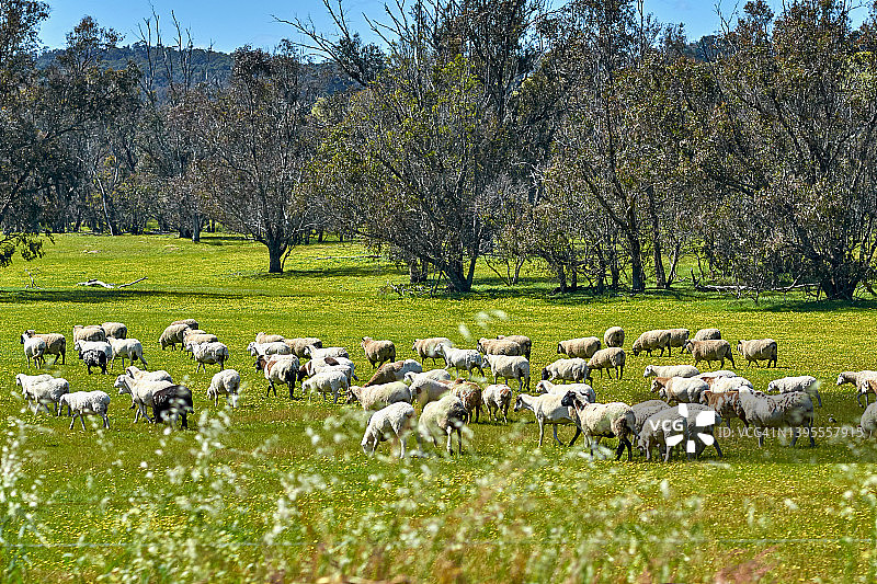澳大利亚西部牧场上的一群绵羊图片素材
