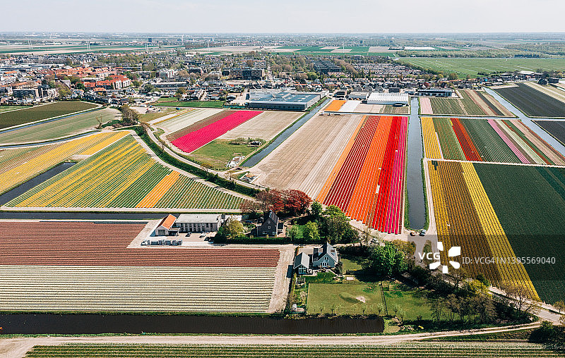 荷兰五彩缤纷的郁金香花田航拍景观图片素材
