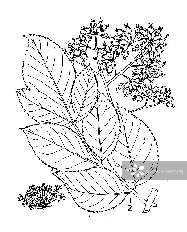 古董植物插画：刺楤图片素材