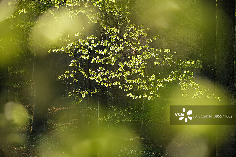 春日傍晚光线下的山毛榉树图片素材