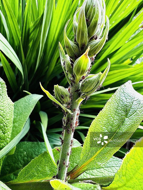 近距离拍摄毛地黄植物上的黑蚜虫图片素材