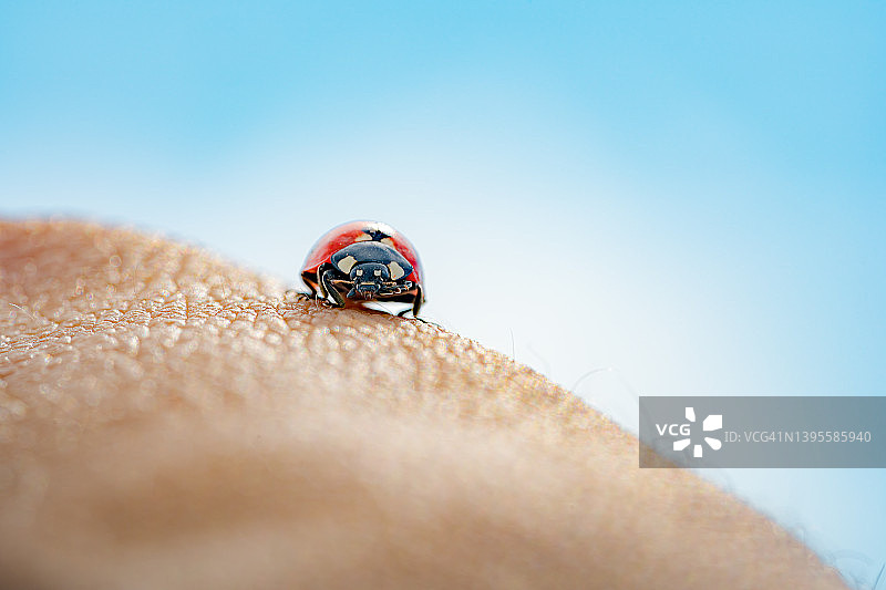 瓢虫在人皮肤上的微距摄影，昆虫摄影，野生动物图片素材