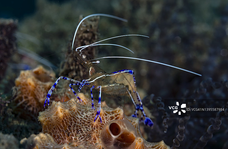 佩德森清洁虾图片素材